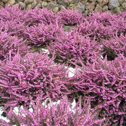 Heath growing information, Heather growing information, How to grow Heather, Heather care, Heath care, Erica carnea, erica darleyensis, calluna vulgaris, Winter heath